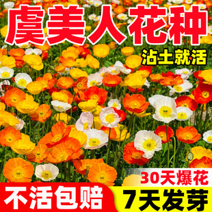 虞美人花种四季多年生耐寒混色冰岛虞美人种子阳台盆栽室外花种籽