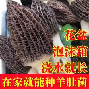 羊肚菌菌种家种羊肚菌菇种植包懒人种植蘑菇金针菇四季高产可食用