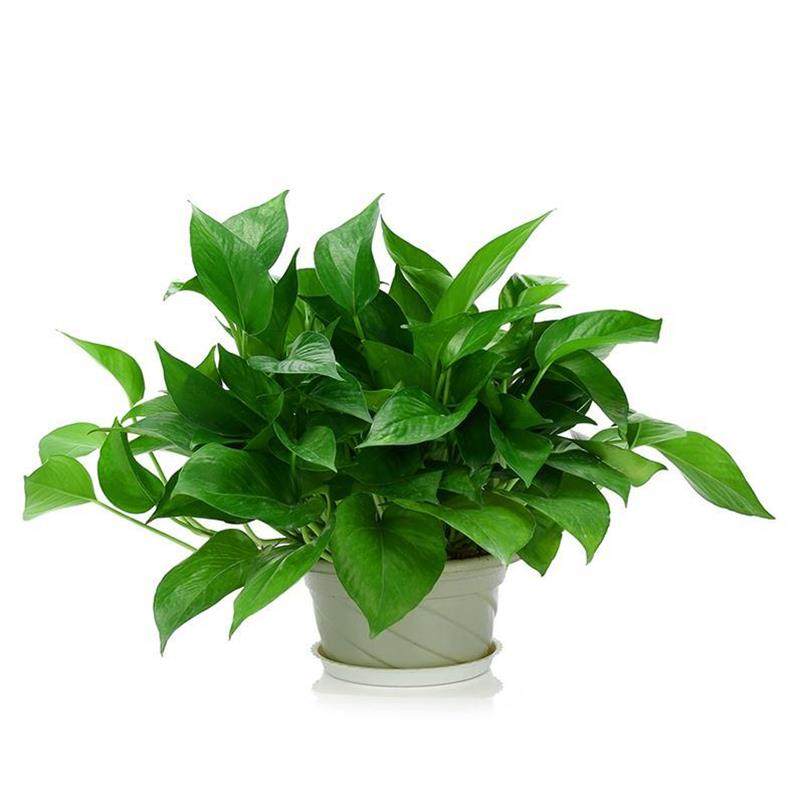 适合办公室放的盆栽放家里绿色植物桌子上客厅花卉园艺装修小盆栽