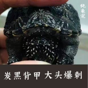 极速爆刺原种佛鳄小鳄龟苗大头凶猛野佛鳄龟亚成佛纯佛拟鳄龟直播