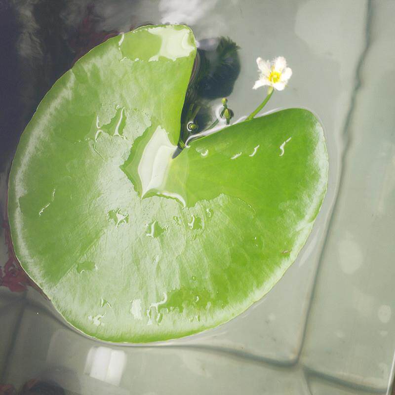 浮萍水草鱼缸造景浮性水草观赏水生植物漂浮植物芙蓉 一叶莲