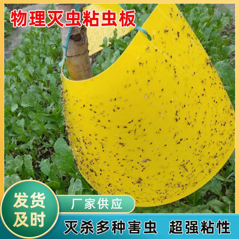 双面黄蓝粘虫板诱虫板 黄色沾虫板农业蓟马园林捕虫贴诱粘虫板