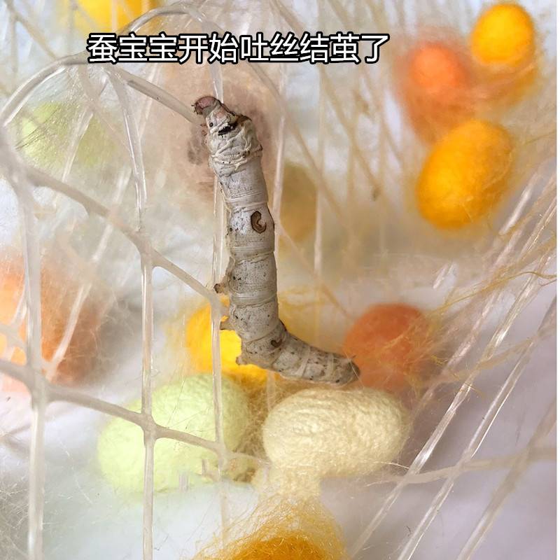 新品彩色蚕卵蚕宝宝100只蚕籽蚕蛋儿童七彩套装金丝套餐学生科学
