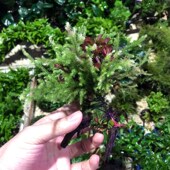 鹿角榕混红波沉木单头鱼缸造景水草场直发懒人水培增氧阴性活植物