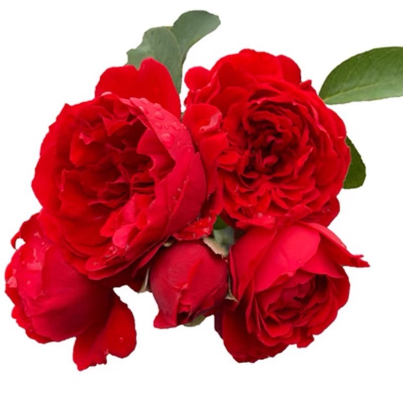 佛罗伦蒂娜爬藤月季花苗庭院爬墙花卉盆栽藤本蔷薇植物四季开花