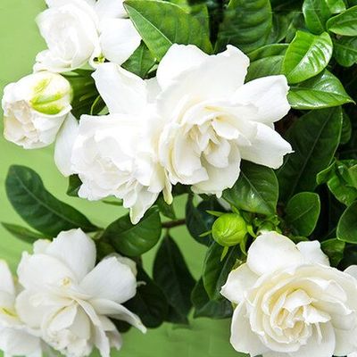 大栀子花盆栽苗四季花卉室内外观花喜阳耐晒绿色阳台庭院开花植物