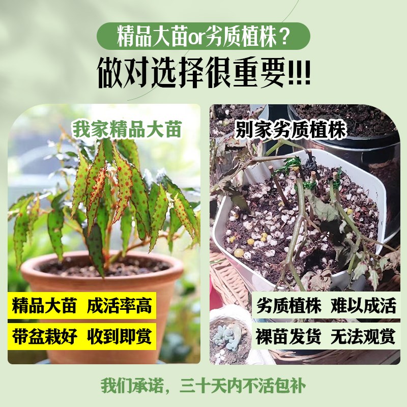 极速秋刀鱼秋海棠盆栽鳟鱼竹节黑天鹅塞拉山王绿植办公室客厅室内