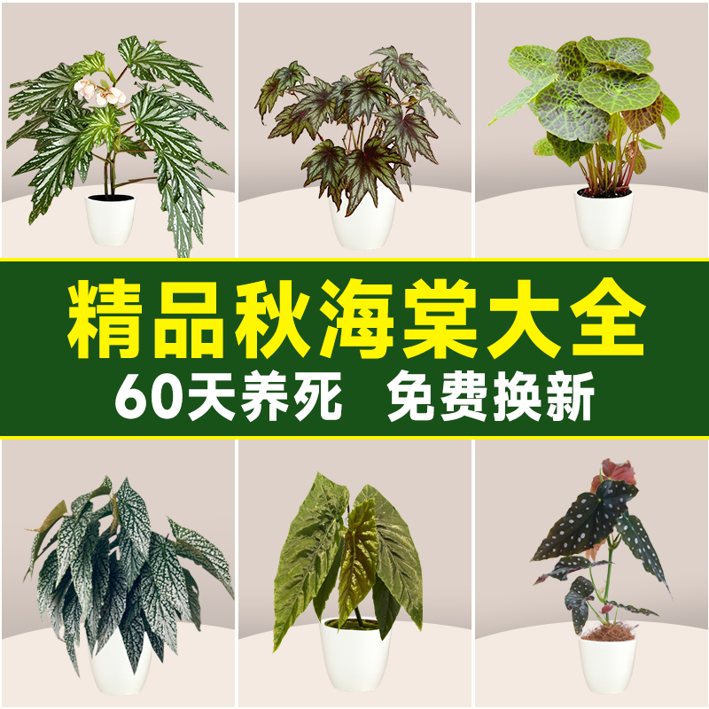 极速秋海棠盆栽福寿鳟鱼滇缅竹节客厅室内植物花卉好养活四季桌面