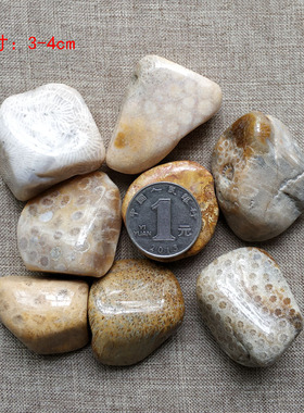 天然大块珊瑚玉化石菊花石碎石原石鱼缸花盆造景装饰石摆件矿石标