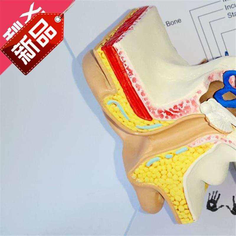 小型耳朵模型 耳朵解剖模型 耳朵构66造 耳蜗 听力模型一比一e耳