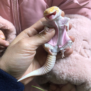 豹纹守宫蜥蜴爬宠活物入门级新手温顺可爱人工繁育小型懒人宠物