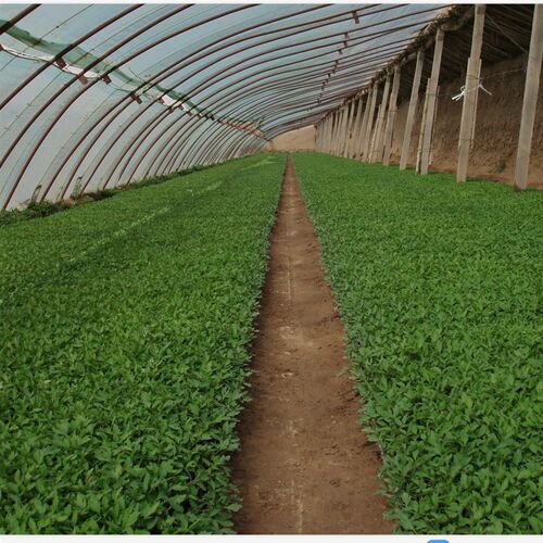 极速Substrate for planting vegetables