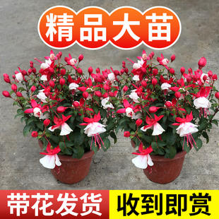 极速倒挂金钟盆栽带花苞重瓣大花老桩花苗籽灯笼花四季开花卉盆栽