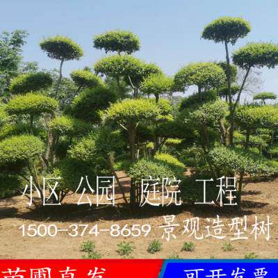 极速庭院造型树小叶女贞白蜡大叶女贞亮晶女贞黑松风景树小区别墅