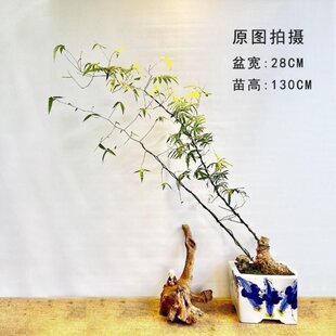 极速文人艺术小叶簕竹阳台室内外复古桌面勒竹树桩常青绿植盆景盆