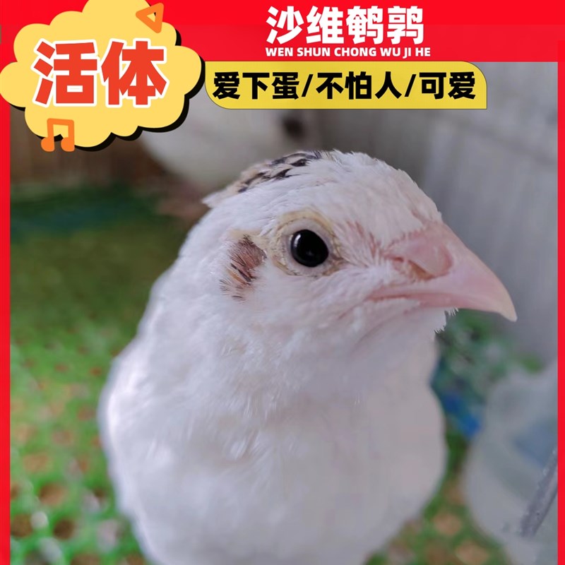 白沙维鹌鹑活体天天产蛋繁殖鹌鹑鸟活物阳台饲养迷你宠物鸡活苗