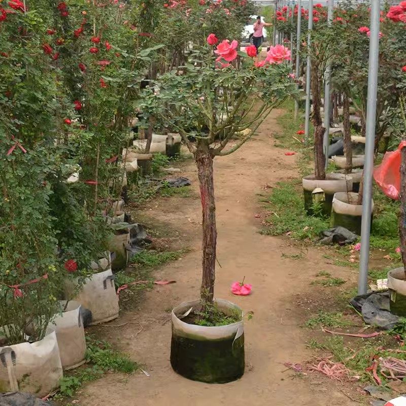 极速嫁接棒棒糖树月季树形大花树桩植物庭院栽植浓香花卉四季老桩