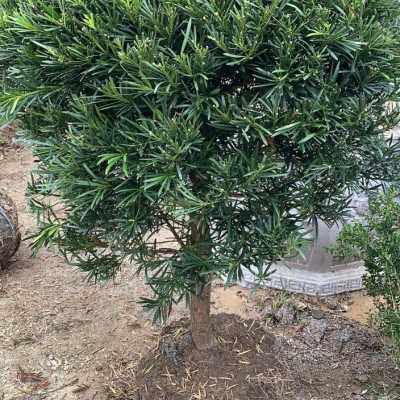 极速罗汉松球造型 绿植净化空气 松树 自产自销 圆球盆景罗汉松包