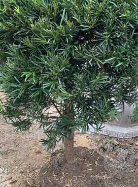 极速罗汉松球造型 绿植净化空气 松树 自产自销 圆球盆景罗汉松包