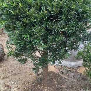 极速罗汉松球造型 绿植净化空气 松树 自产自销 圆球盆景罗汉松包