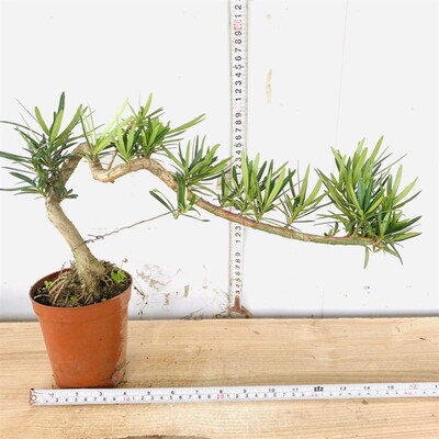 极速提根飘枝小叶女贞悬崖白蜡造型盆景老桩栀子花九里香罗汉松虎