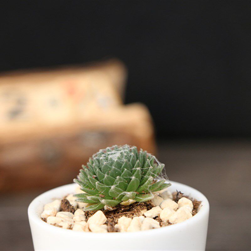 极速【蛛丝卷娟】多肉植物 绿绒拉丝卷娟观音莲 办公室内创意小盆