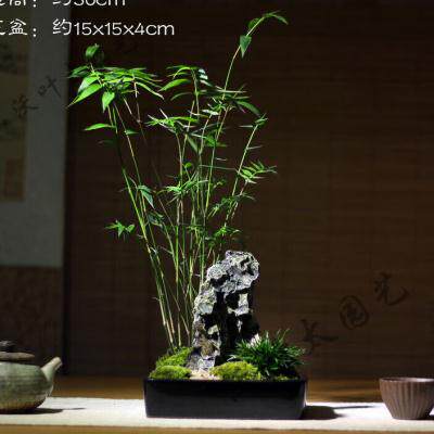 极速新品摘室内苔藓红枫文竹菖蒲室内办公桌茶桌面苔藓盆景日式中
