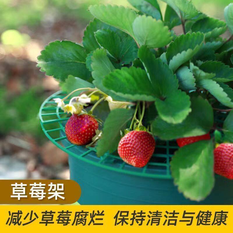 草莓立体水培防烂栽培架