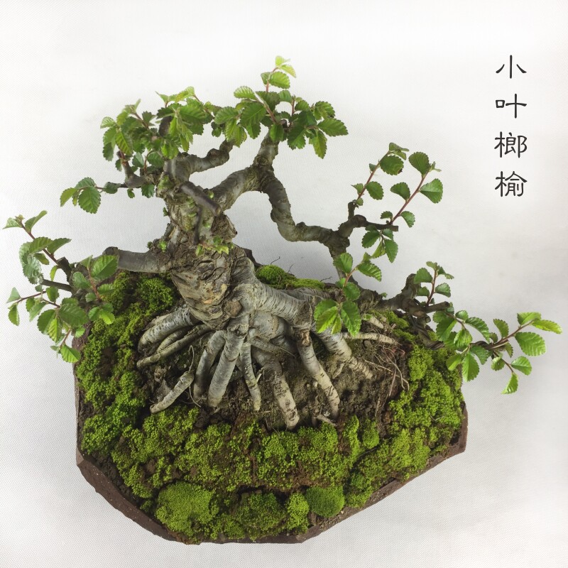 极速精品小叶榔榆盆景榆树盆景熟桩老桩提根抱石榆树附石植物小叶