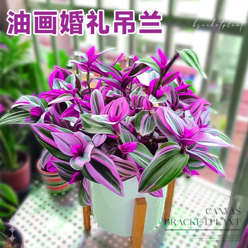 好货油画婚礼吊兰锦盆栽老桩水培小苗多肉植物室内阳台花卉绿植紫图片