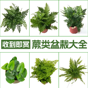 速发去类植物盆栽大型垂吊霸王蕨室景造内悬挂式绿植长叶蕨甲醛新