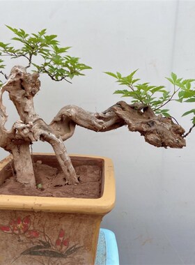 速发精盆荆景舍利镂空一张皮黄品老桩