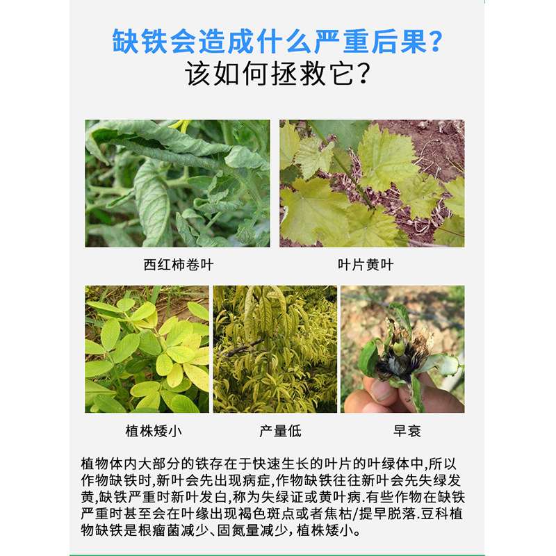 云植乐螯合铁铁肥液体叶面肥硫酸亚铁果树补铁预防黄叶植物黄化