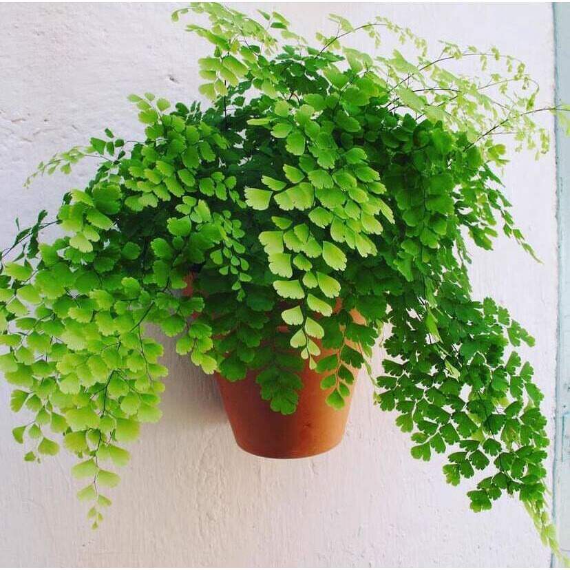 蕨类植物铁线蕨驱蚊狼尾蕨鸟巢蕨铁丝草四季常青室内喜阴植物