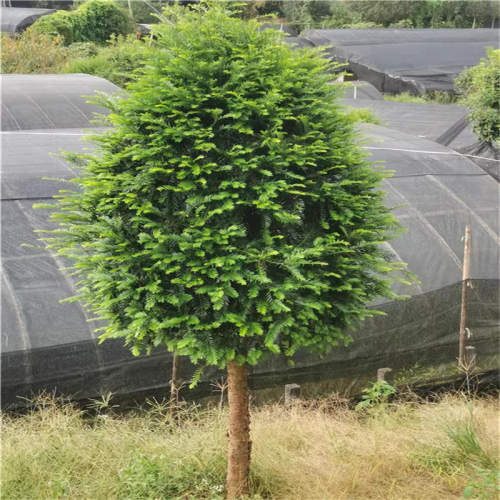 基地南方红豆杉盆栽盆景树苗别墅