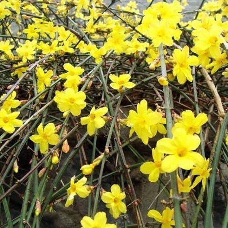 迎春花树苗庭院绿化植物云南黄馨藤条四季常青花卉长春花盆栽老桩