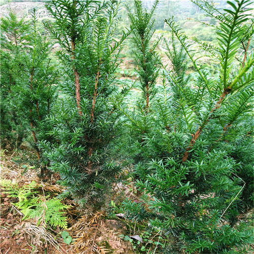 雅安天赐苗木基地直销曼地亚红