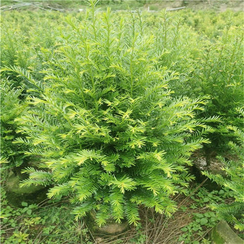 红豆杉造型盆景基地南方红豆杉