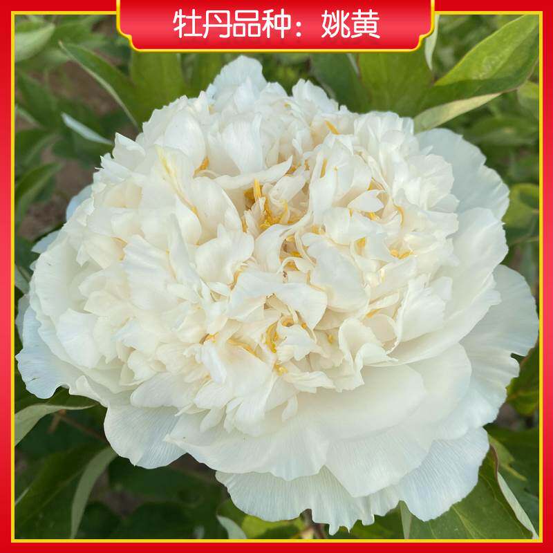 牡丹【姚黄】山东菏泽正宗观赏牡丹花苗 庭院地栽 阳台盆栽