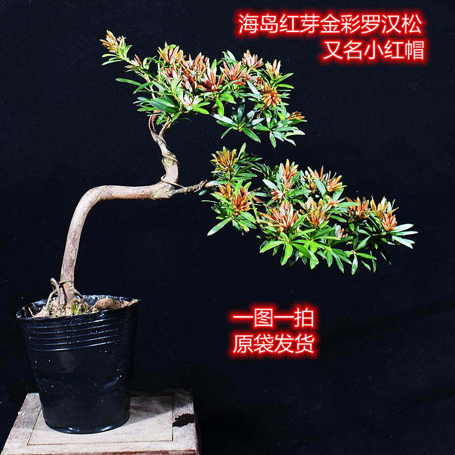 新品海岛血红芽金彩松小红帽罗汉松盆景四季盆栽植物庭院阳台风水