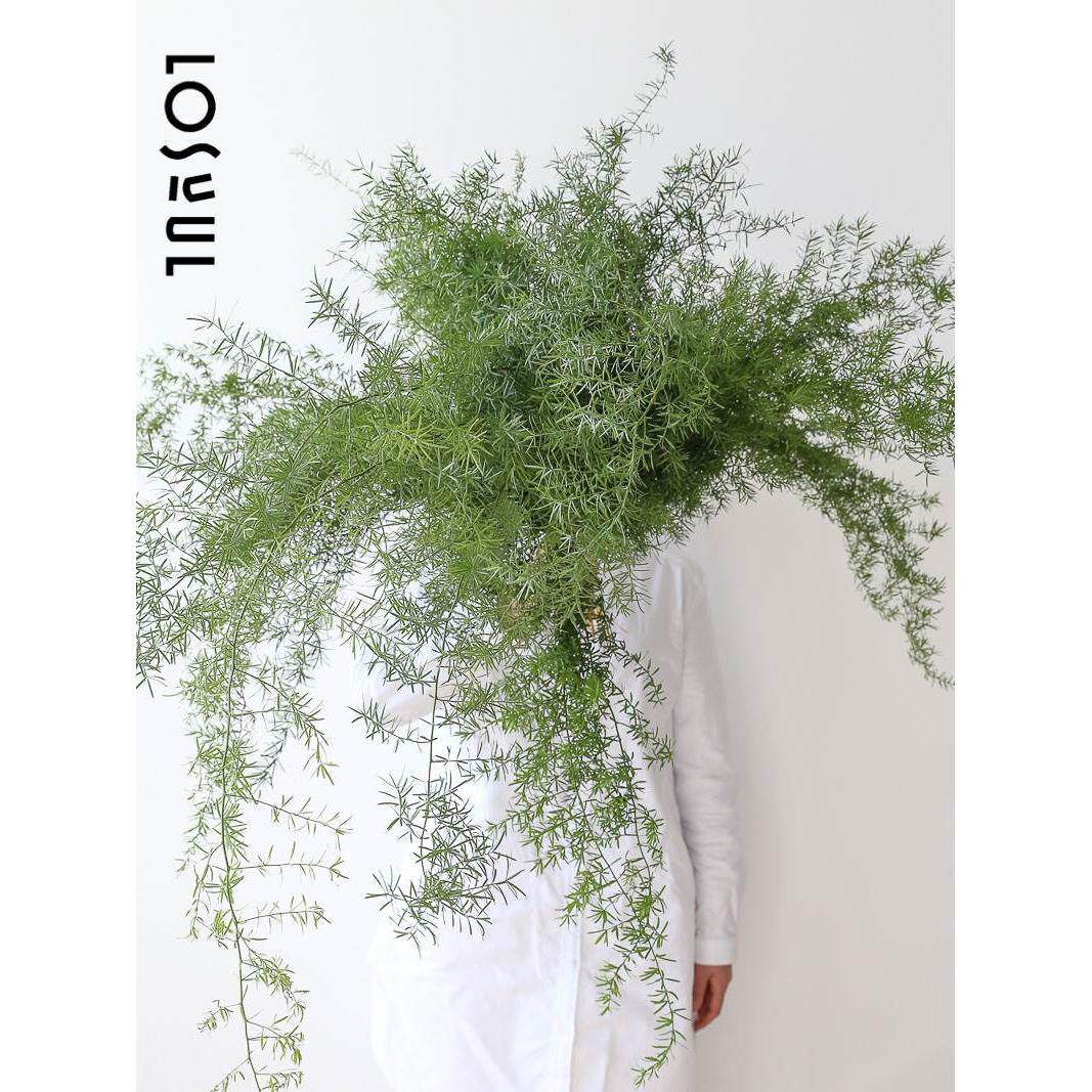 狐尾天门冬蓬莱松文竹天门冬水培植物室内水养植物观叶小众