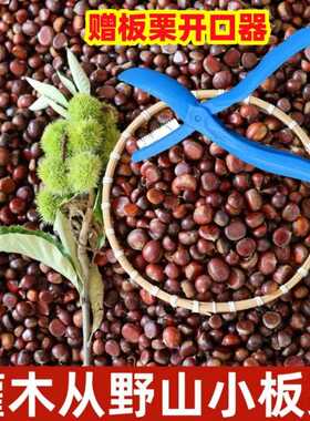 2024新鲜小毛栗毛板栗毛栗子小油栗小板栗生毛栗野山小板栗