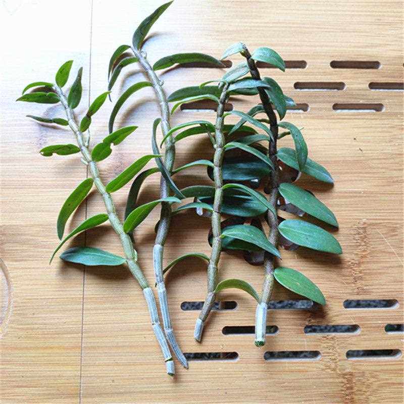 现剪带叶新鲜铁皮石斛鲜条一斤500g三年滋补霍山枫斗彷野外种植