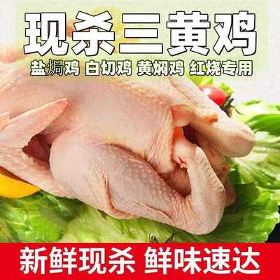 三黄鸡农家散养土鸡新鲜现杀整鸡冷冻生鲜奶油鸡顺丰包邮