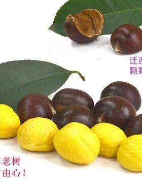 炒货中粒1000g糖炒板栗子店用燕山迁西新鲜生板栗天津甘栗仁现炒