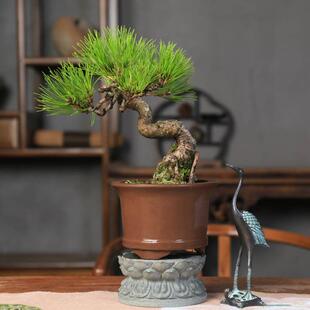 黄山松文人曲干造型盆景松树老桩四季常青老桩好养办公室茶桌摆件