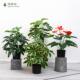 北欧彷真植物装 饰彷真花风小摆件客厅桌面盆栽家居室内假绿植盆景
