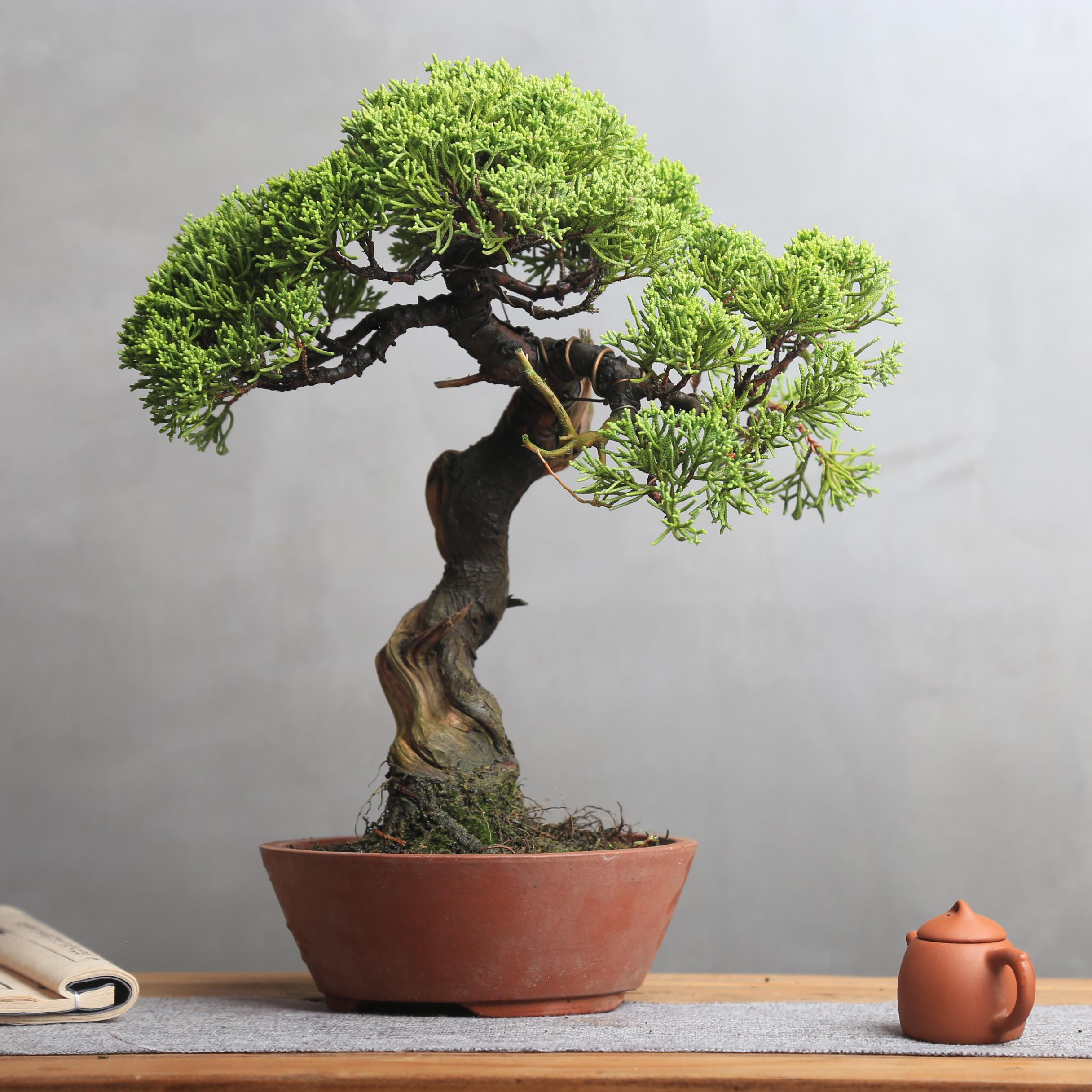 进口日本宫阪系鱼川真柏老桩小叶原生嫁接盆景柏树盆栽济州柏崖柏