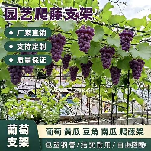 葡萄架爬藤架黄瓜豆角西红柿支架庭院架花架蔬菜盆栽支架包塑钢管