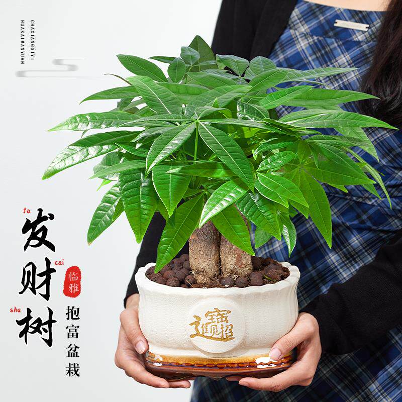 发财树小盆栽室内客厅三杆大盆栽办公室摆件桌面招财绿植四季常青
